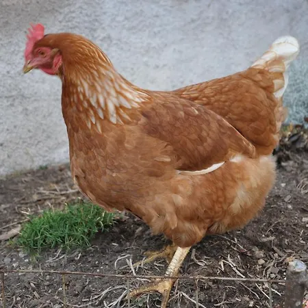 Farm stay Unterpfaffstall-hof *